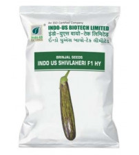 Brinjal Indo US Shivlaheri